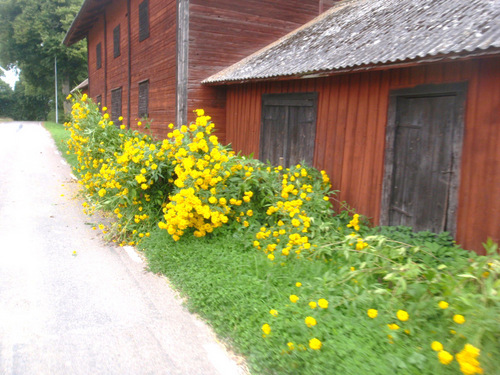 Roadside flowers and barn.